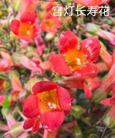 小众送妈妈的花有哪些花