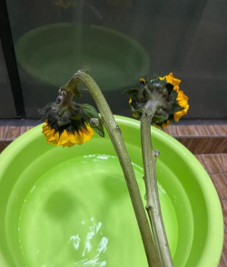 小众送妈妈的花有哪些花