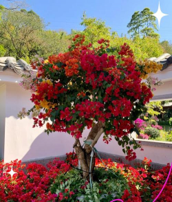 小众送妈妈的花有哪些花