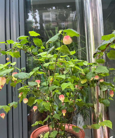 小众送妈妈的花有哪些花