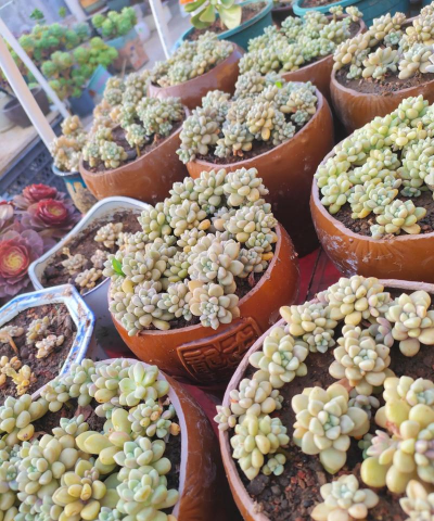 小众送妈妈的花有哪些花