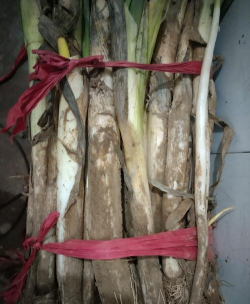 小众送妈妈的花有哪些花