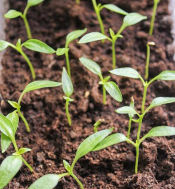 小众送妈妈的花有哪些花