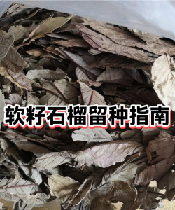 软籽石榴种子发芽需要几天