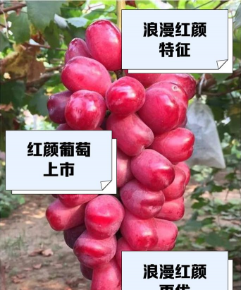 小众送妈妈的花有哪些花