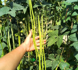 小众送妈妈的花有哪些花