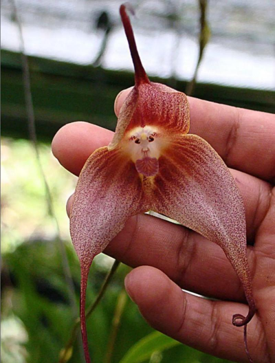 小众送妈妈的花有哪些花