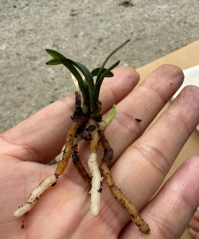 小众送妈妈的花有哪些花