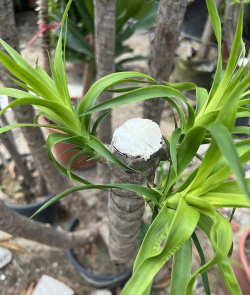 小众送妈妈的花有哪些花