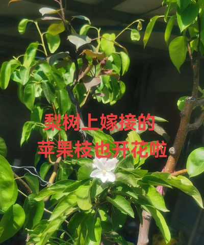 梨树上能嫁接几种果树