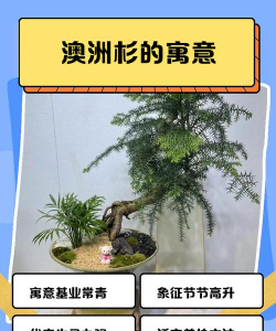 澳洲杉的花语及寓意