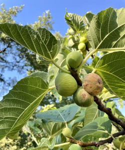 小众送妈妈的花有哪些花