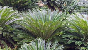 小众送妈妈的花有哪些花