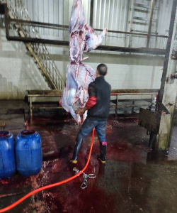 小众送妈妈的花有哪些花