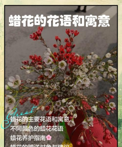 小众送妈妈的花有哪些花