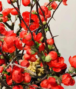 年花年桔什么意思