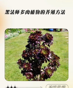 小众送妈妈的花有哪些花