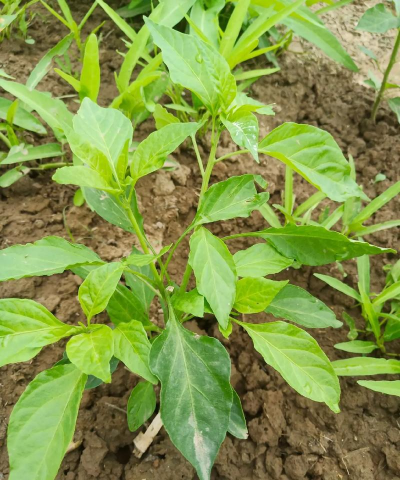 小众送妈妈的花有哪些花