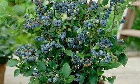 小众送妈妈的花有哪些花