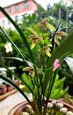 小众送妈妈的花有哪些花