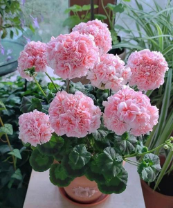 小众送妈妈的花有哪些花