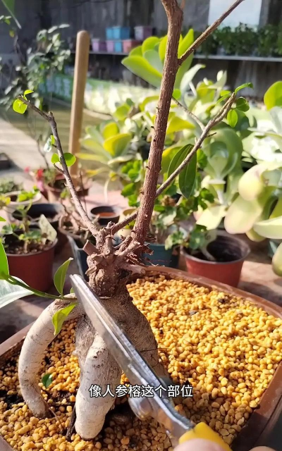 小众送妈妈的花有哪些花