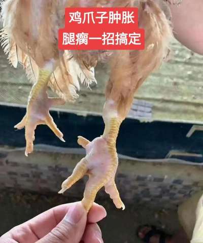 鸡的脚肿了怎么治疗 鸡的脚肿了怎么治疗