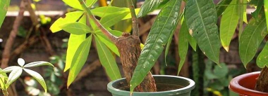 小众送妈妈的花有哪些花