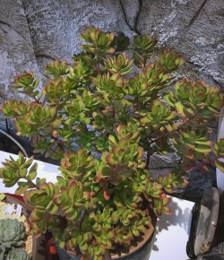 小众送妈妈的花有哪些花