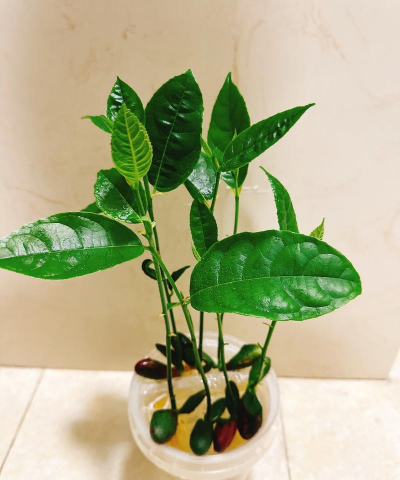 小众送妈妈的花有哪些花