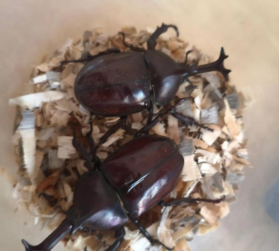 独角仙吃什么叶子