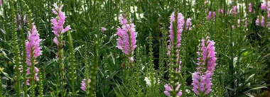 小众送妈妈的花有哪些花