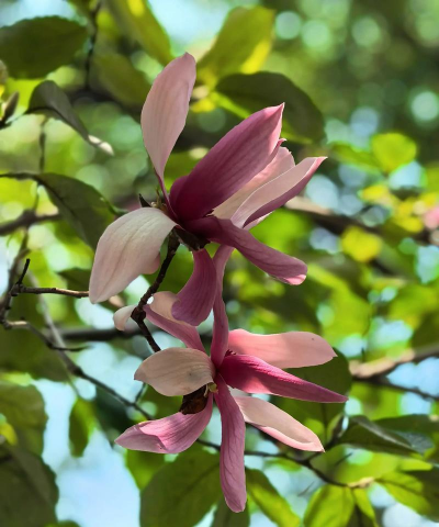 小众送妈妈的花有哪些花