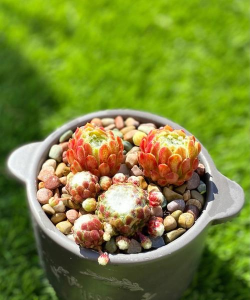 小众送妈妈的花有哪些花