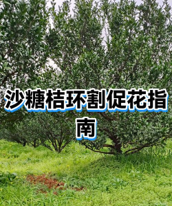 沙糖桔什么时候环割促花