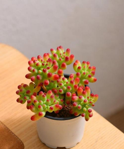 乙女心的特点是什么