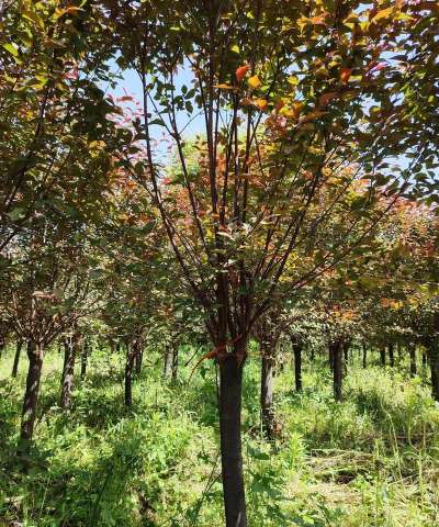 小众送妈妈的花有哪些花
