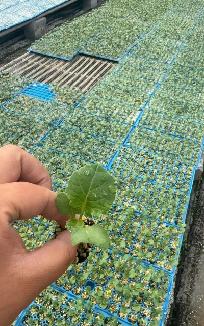 小众送妈妈的花有哪些花