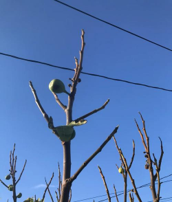 小众送妈妈的花有哪些花