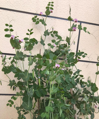 小众送妈妈的花有哪些花