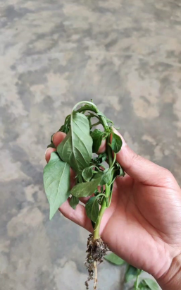 小众送妈妈的花有哪些花