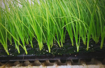 小众送妈妈的花有哪些花