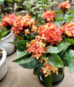 小众送妈妈的花有哪些花