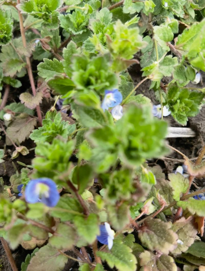 小众送妈妈的花有哪些花