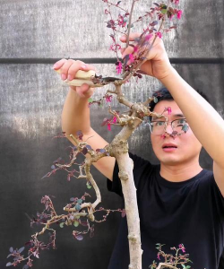 小众送妈妈的花有哪些花