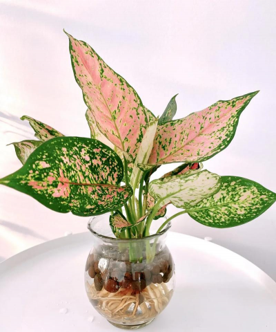 小众送妈妈的花有哪些花