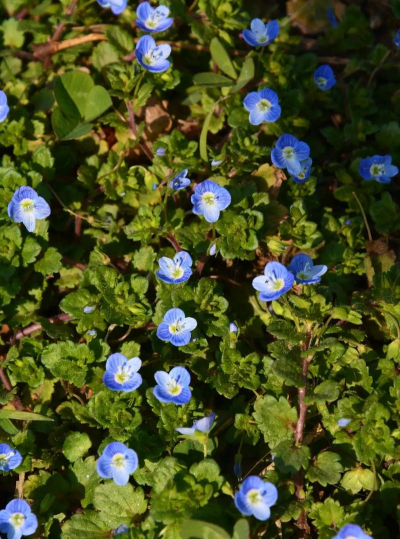 小众送妈妈的花有哪些花