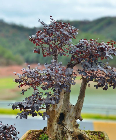 小众送妈妈的花有哪些花