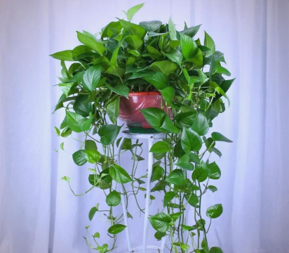 小众送妈妈的花有哪些花