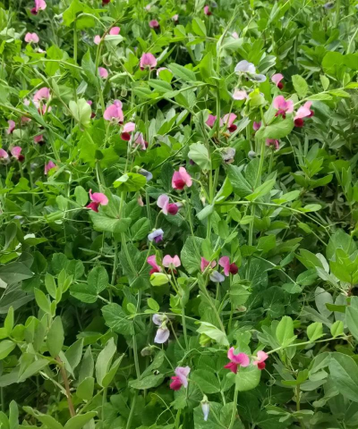 小众送妈妈的花有哪些花